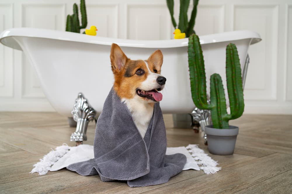 5 vantagens das toalhas para pet shop por locação